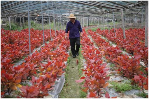 我们村去年引进彩红杨苗木种植基地,今年继续扩大种植面积,三年之内把