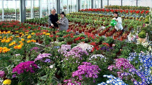 国际 朝鲜的花卉研究和种植基地