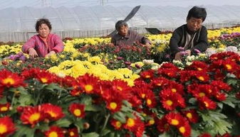 安徽省濉溪县大力发展高效花卉种植
