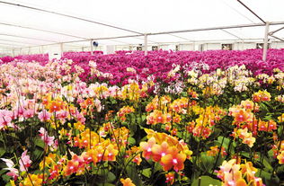 广西花卉产业示范基地内种植的蝴蝶兰